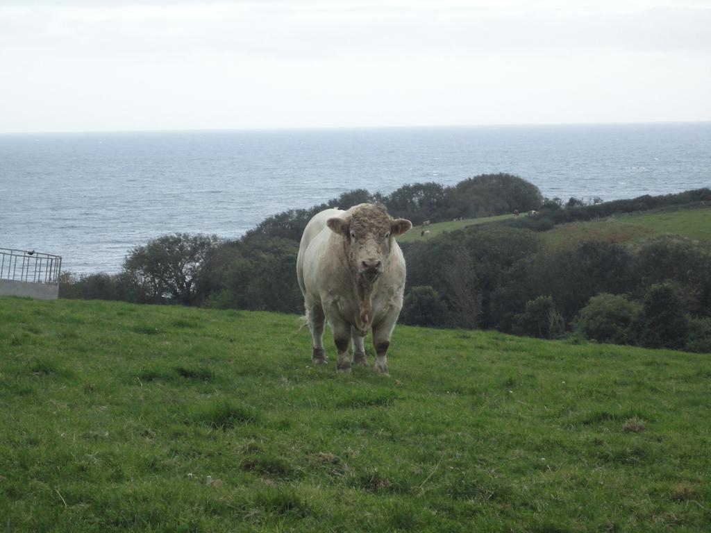 Bay View Cottage St Austell Bagian luar foto